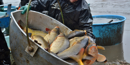 Výlov Sadoňského rybníka doprovodí myslivecké troubení i soutěže pro děti