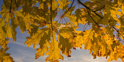 Teploty tento týden překonají i rekordní konec září, bude až 29 stupňů