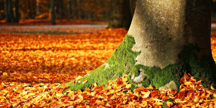 Jaké počasí bude do konce října? Meteorologové zveřejnili dlouhodobou předpověď