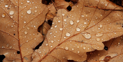 O víkendu se mírně oteplí, bude oblačno s přeháňkami