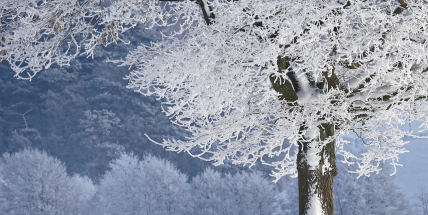 Přežrané kočky, husté pavučiny, vysoké krtince. Zeptejte se přírody, jaká bude zima