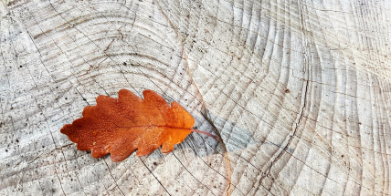 Jaké počasí bude do konce října a začátkem listopadu? Meteorologové zveřejnili dlouhodobou předpověď