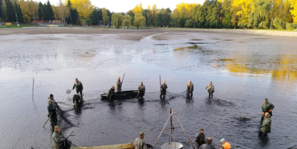 Nový rybník v Příbrami se vypouští, v sobotu se koná výlov ryb