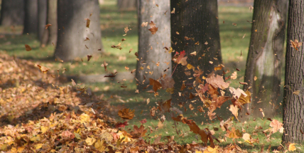 V sobotu hrozí silný vítr, v noci na pondělí dorazí mrazíky