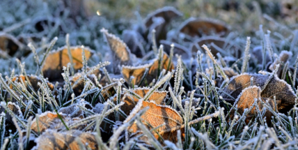 Česko zasáhnou v příštích dnech noční a ranní mrazy, mohou poškodit zeleninu