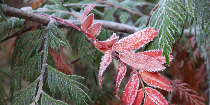 Noc na dnešek byla zatím z podzimu nejstudenější