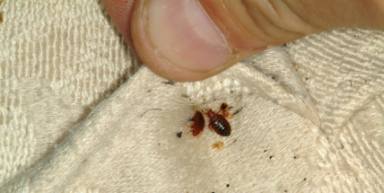 Roste poptávka po hubení štěnic, nejvíce ve Středočeském kraji