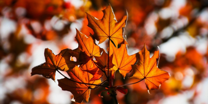 Jaké počasí bude v listopadu? Meteorologové zveřejnili dlouhodobou předpověď