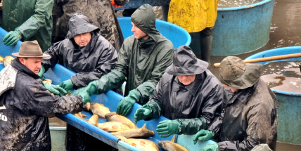 Rybáři vyloví v Brdech jeden z dvojice Padrťských rybníků