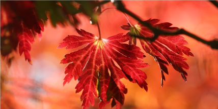 Teploty budou do konce října nadprůměrné