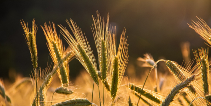 Sklizeň obilovin ve středních Čechách podle odhadu ČSÚ meziročně mírně klesla