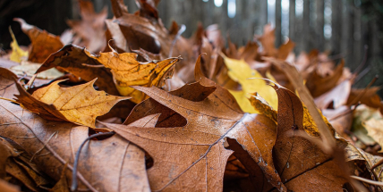 Závěr týdne bude větrný, v pátek a v neděli očekávají meteorologové déšť