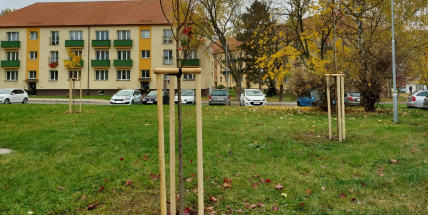 V ulici Gen. Kholla probíhá náhradní výsadba zeleně
