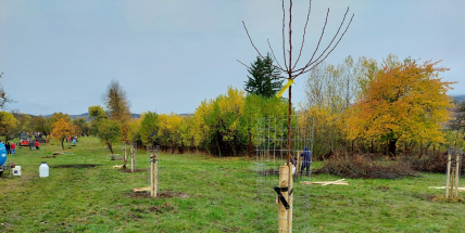 Ve svatohorském sadu bylo vysazeno 140 ovocných stromů