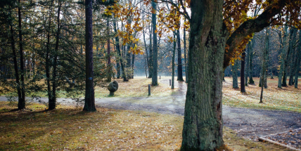Do aleje v parku Dvořákova památníku bude vysazen pár nových dubů, v plánu je její celková obnova