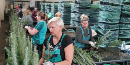 Vojenské lesy spustily podzimní zalesnění, i díky přírodě blízkému hospodaření budou potřebovat méně sazenic než před kalamitou
