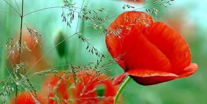 Vlčí mák jako symbol úcty a pomoci. Oslavte Den válečných veteránů