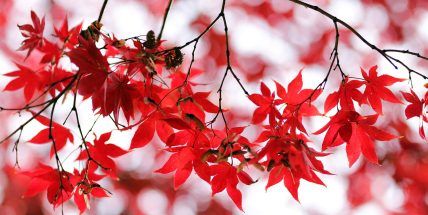 Jaké počasí bude do konce listopadu a začátkem prosince? Meteorologové zveřejnili dlouhodobou předpověď