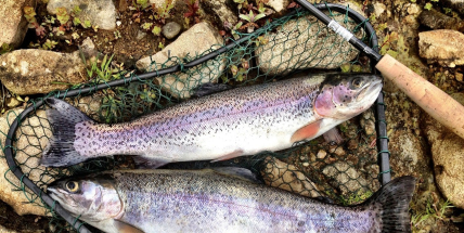 Místo husy pstruh. Bohutínští rybáři pořádají svatomartinskou akci