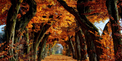 Jaké počasí bude do konce listopadu a začátkem prosince? Meteorologové zveřejnili dlouhodobou předpověď