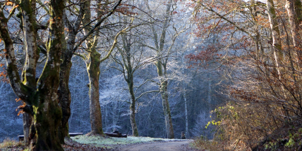 Jaké počasí bude do konce listopadu a v první polovině prosince? Meteorologové zveřejnili dlouhodobou předpověď