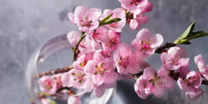 Barborka přikouzlí lásku: Co dělat, aby do Vánoc vykvetla?