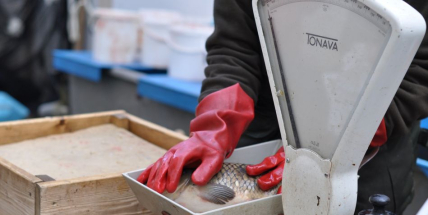 Prodej kaprů před svými obchody letos neumožní Billa a Lidl