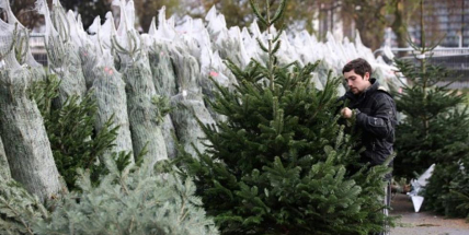 Jak pečovat o vánoční stromek, aby dlouho vydržel?
