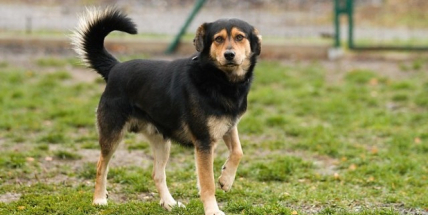 Opuštěné psy podpoří akce Ježíšek v útulku