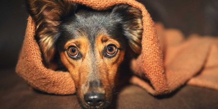 Jak zvládnout se psem silvestrovské oslavy