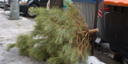 Technické služby zahajují svoz vánočních stromků. Budou zkompostovány