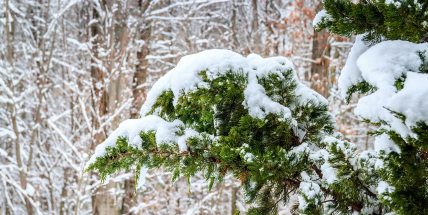 Týden přinese nový sníh, ale také hrozbu vzniku ledovky