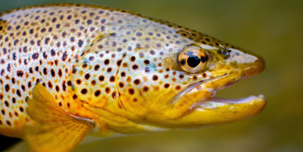 Bohutínští rybáři chystají třetí pstruhobraní