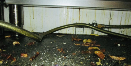 Hygienici zkontrolovali dobříšskou restauraci. Čekalo je nemilé překvapení