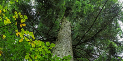 Památná jedle v Brdech měří přes 45 metrů, její obvod je čtyřmetrový