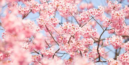 Jaké počasí bude do konce března? Meteorologové zveřejnili dlouhodobou předpověď