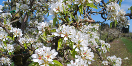 Ranní mrazy mohou po víkendu poškodit rozkvetlé ovocné stromy