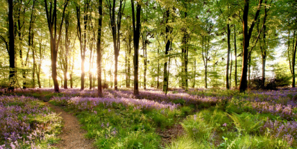 Jaké počasí bude do konce března a v první polovině dubna? Meteorologové zveřejnili dlouhodobou předpověď
