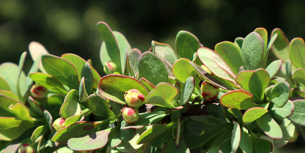 Začalo astronomické jaro, jarní počasí ale panuje už delší dobu