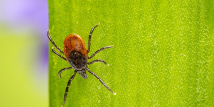 V parcích je více klíšťat než v lesích, každé čtvrté přenáší boreliózu