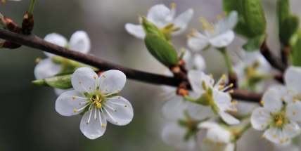 Po chladnějším začátku týdne přijdou Velikonoce s letními teplotami