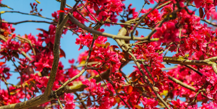 Jaké počasí bude v dubnu? Meteorologové zveřejnili dlouhodobou předpověď