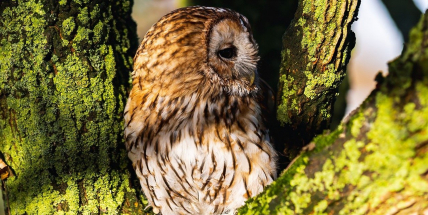 V dubnu se vydejte do Brd, za sovami