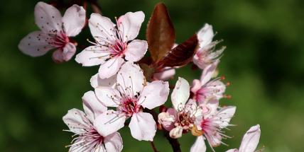 Na Velikonoce do Česka nakoukne léto. Teploty budou atakovat 25 stupňů
