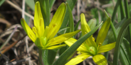 Jarní botanické exkurze zavedou do anglického parku zámku v Dobříši