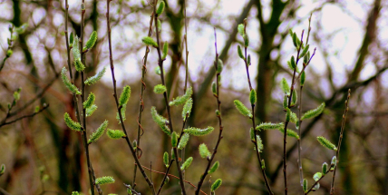 Jaké počasí bude v dubnu? Meteorologové zveřejnili dlouhodobou předpověď