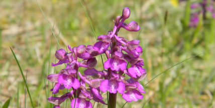 Stráň u Hrabří na Příbramsku bude přírodní památkou