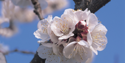 Kvetení stromů přišlo rekordně brzy, ovocnáři mají obavy z jarních mrazů