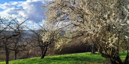 Svatohorské sady přivítají stovky brigádníků i prvomájové romantiky