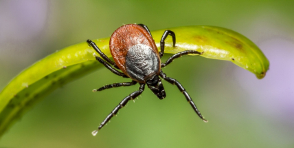 Aktivita klíšťat na Příbramsku stoupla na vysoký stupeň